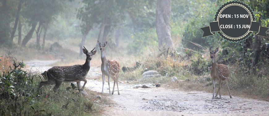 rajaji-national-park-safari-timings
