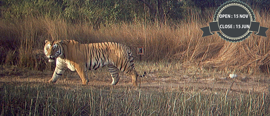 rajaji-national-park-safari