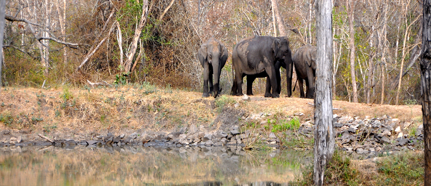 rishikesh-to-rajaji-national-park-distance