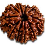 10-mukhi-rudraksha