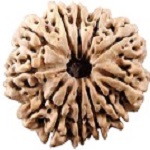 12-mukhi-rudraksha