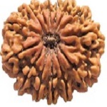 14-mukhi-rudraksha