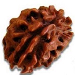 2-mukhi-rudraksha.jpgyoga-niketan-ashram-rishikesh 
