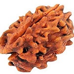 3-mukhi-rudraksha.jpg