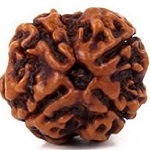 4-mukhi-rudraksha