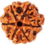 6-mukhi-rudraksha