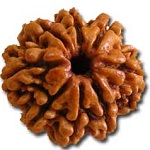 8-mukhi-rudraksha
