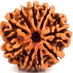 9-mukhi-rudraksha