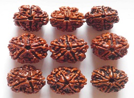 rudraksha-in-rishikesh