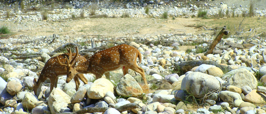 haridwar-to-jim-corbett-national-park